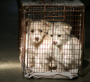 puppies in cage at puppy mill